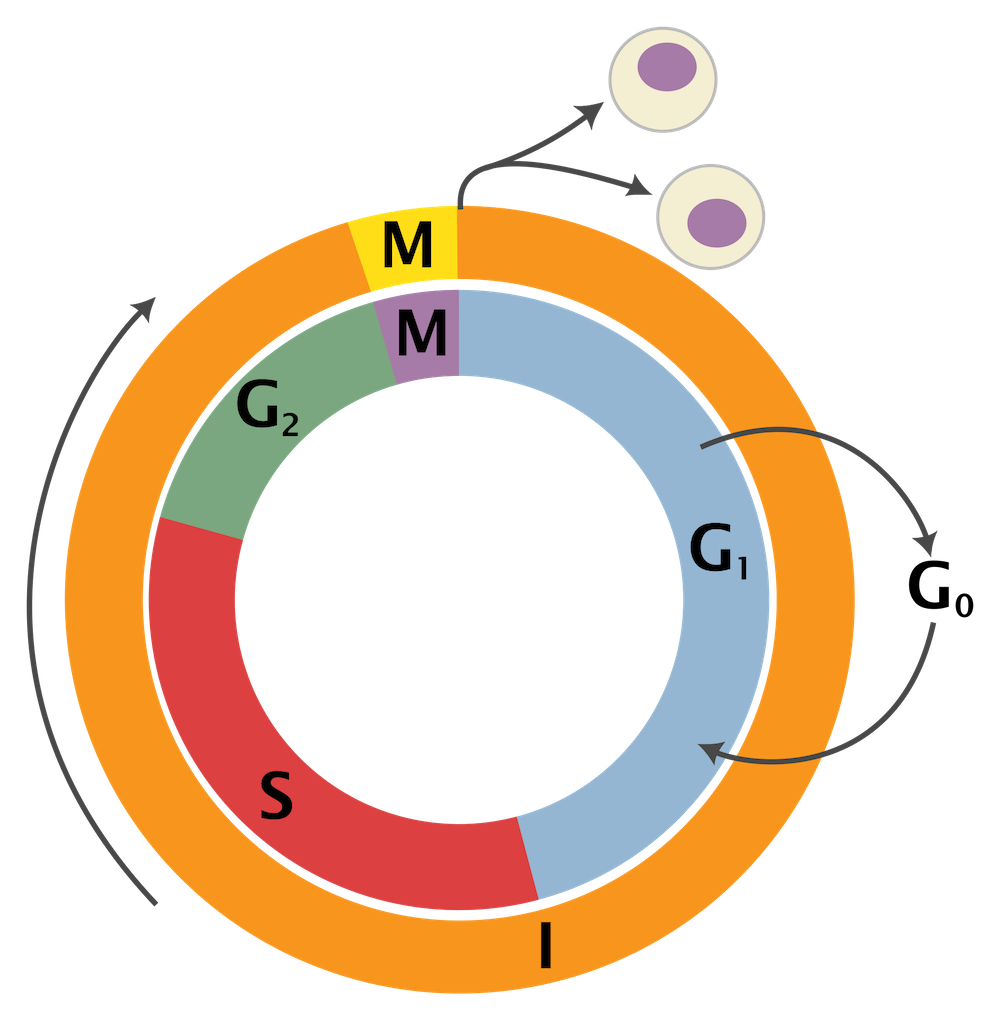 Cell Cycle illustration